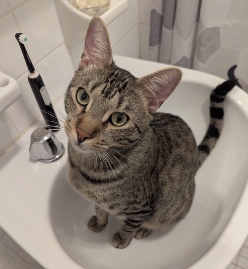Velcro, Domestic Short Hair / Mixed, cat for adoption in New Rochelle, New York
