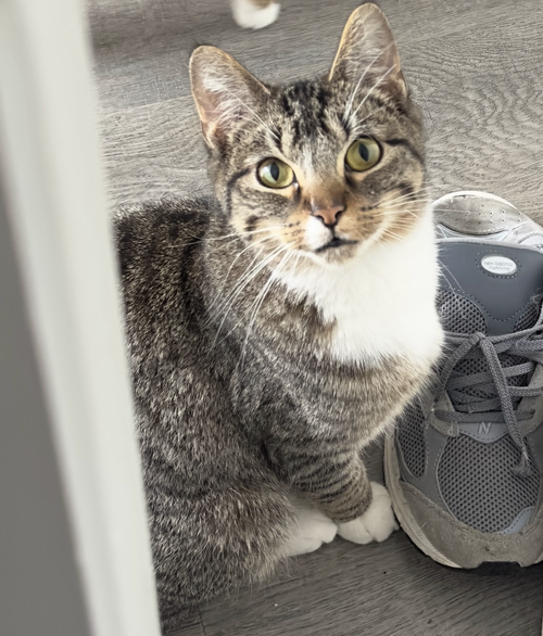 Pemberton, Domestic Short Hair / Mixed, cat for adoption in Kearny, New Jersey