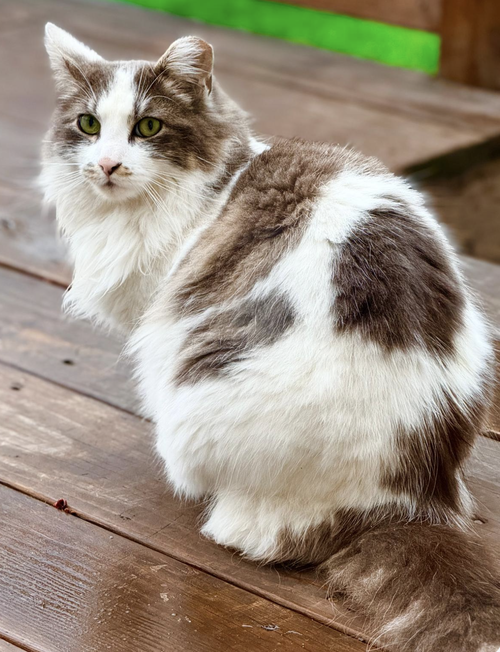 BON BON, an adoptable Domestic Medium Hair in New York, NY