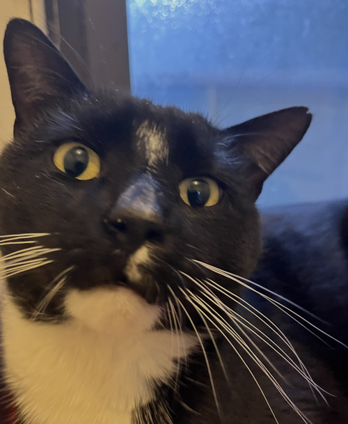 Porgy, an adoptable Domestic Short Hair in New York, NY
