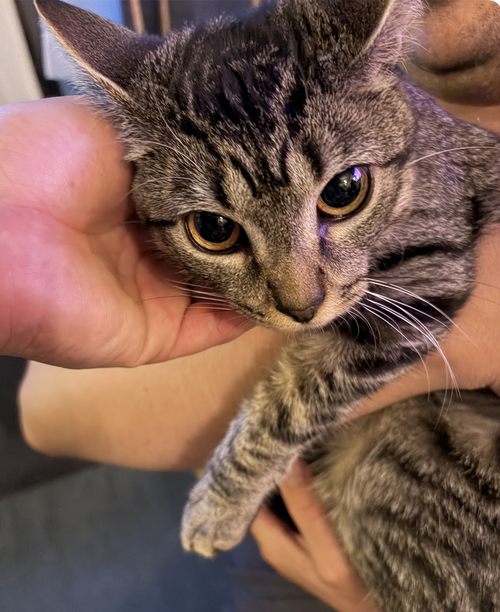 Daria, an adoptable Domestic Short Hair in New York, NY