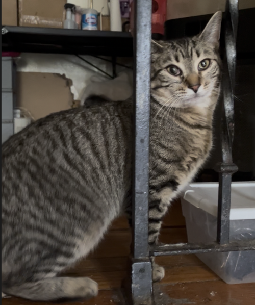 Benedict, an adoptable Domestic Short Hair in New York, NY