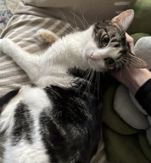 Eloise, Domestic Short Hair / Mixed, cat for adoption in New Brunswick, New Jersey