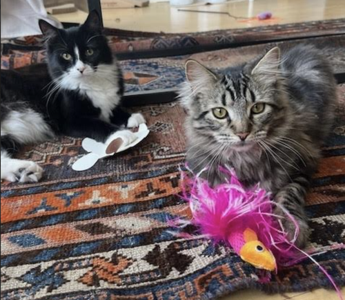 Tux & Tiger, Domestic Short Hair / Mixed, cat for adoption in New Brunswick, New Jersey