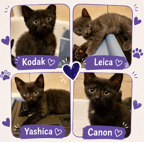 Kodak/Canon & Yoshica/Leica, Baby Domestic Short Hair / Mixed, cat for adoption in Passaic, New Jersey