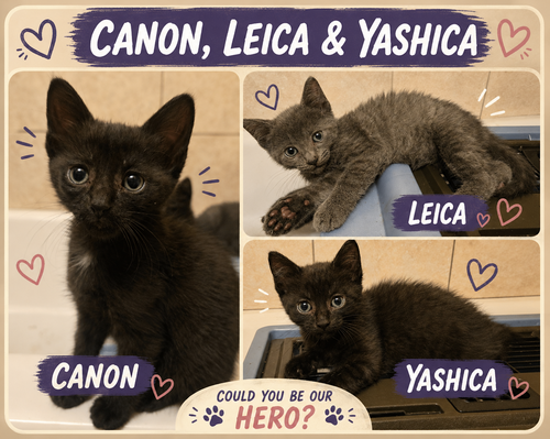 Kodak/Canon & Yoshica/Leica, a cat for adoption from The Animal Project