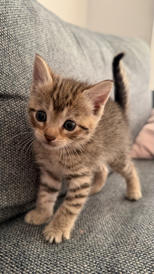 Pivot, Spin, Split, Twirl & Twist, Baby Domestic Short Hair / Mixed, cat for adoption in Passaic, New Jersey
