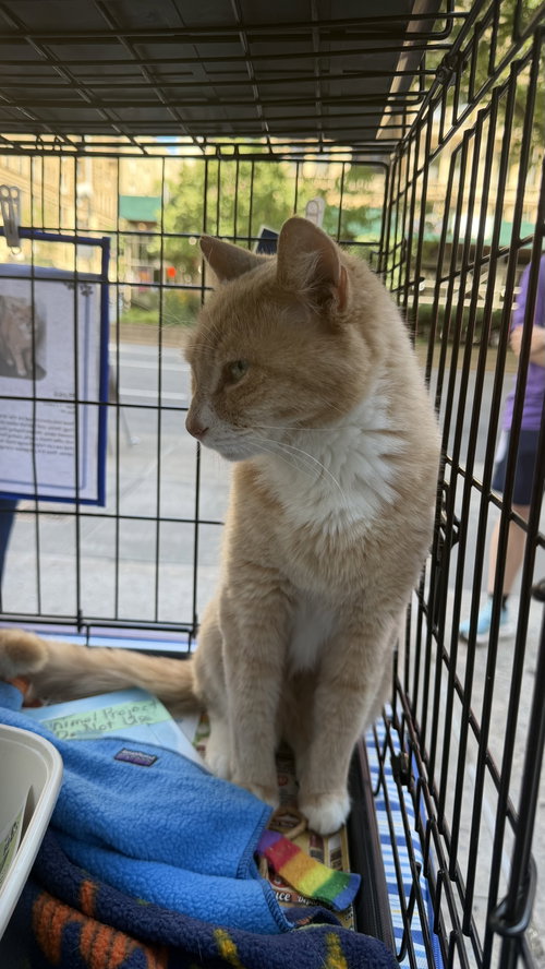 Ross, Domestic Short Hair / Mixed, cat for adoption in Passaic, New Jersey