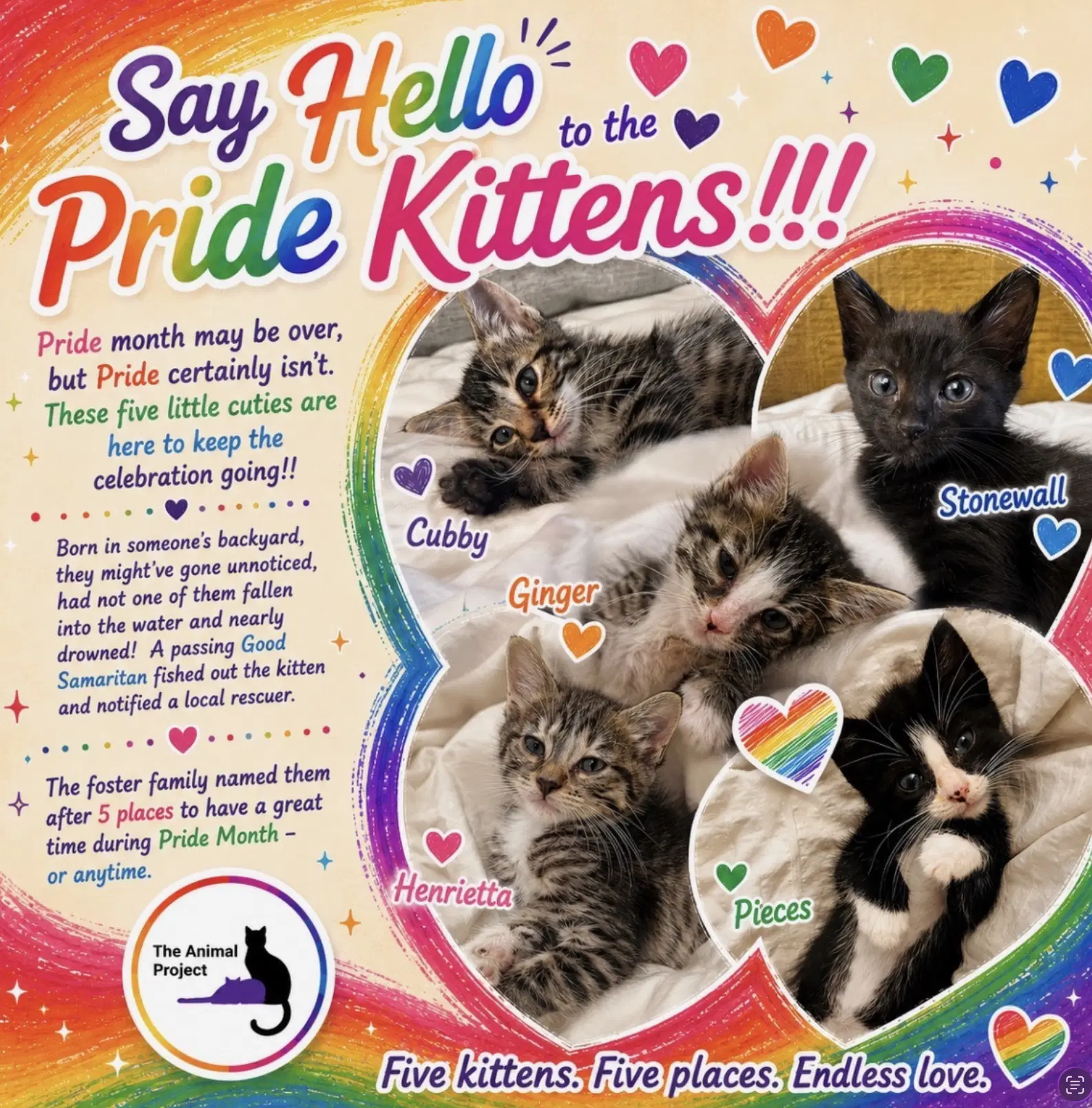 Cubby Ginger Pieces- Henrietta Stonewall - Domestic Short Hair