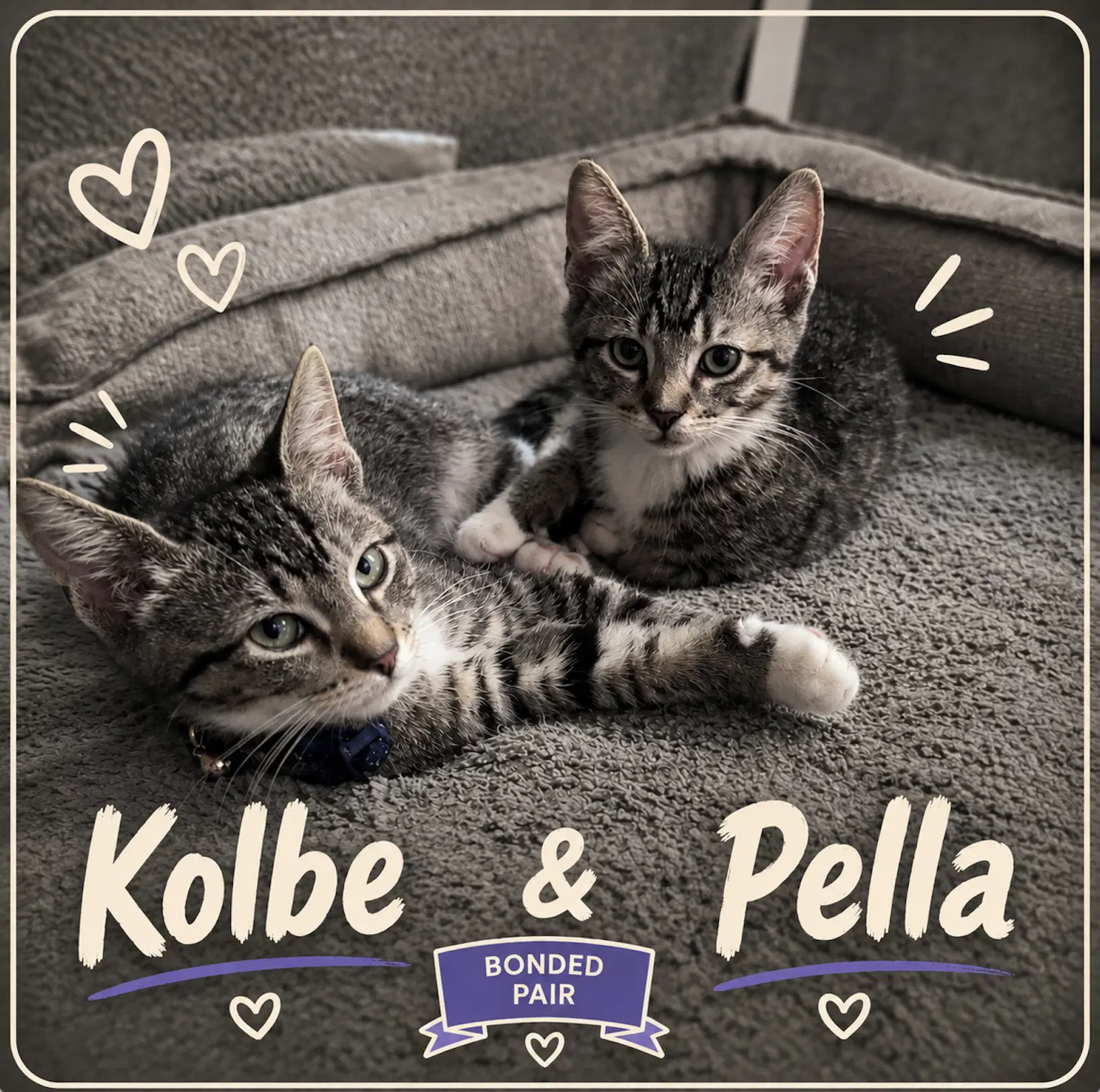 Window Well Kittens - Domestic Short Hair
