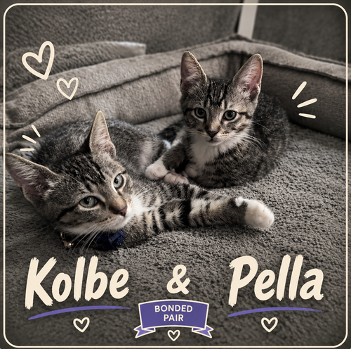Kolbe & Pella, a cat for adoption from The Animal Project