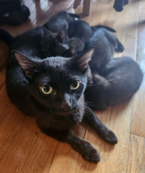 Mamiya, Domestic Short Hair / Mixed, cat for adoption in Clifton, New Jersey