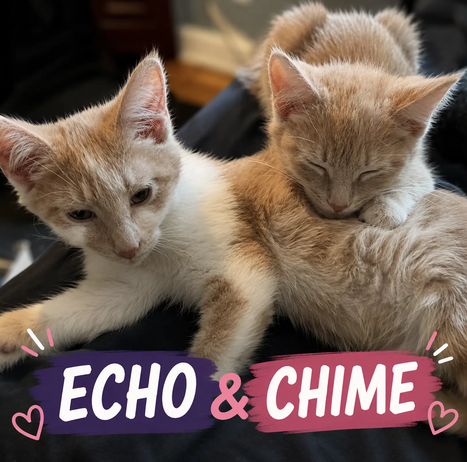 Echo And Chime - Domestic Short Hair