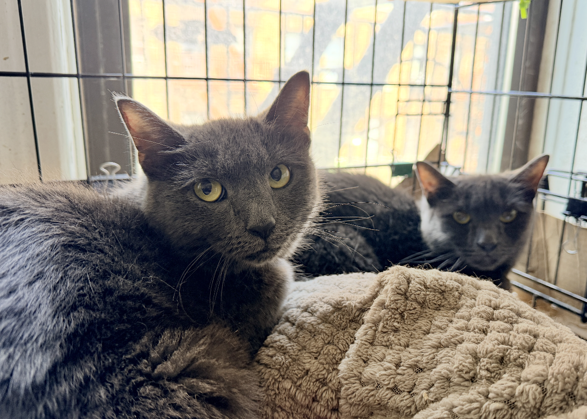 Lady Jane & Poupon, photo 2