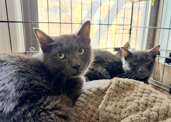 Lady Jane & Poupon