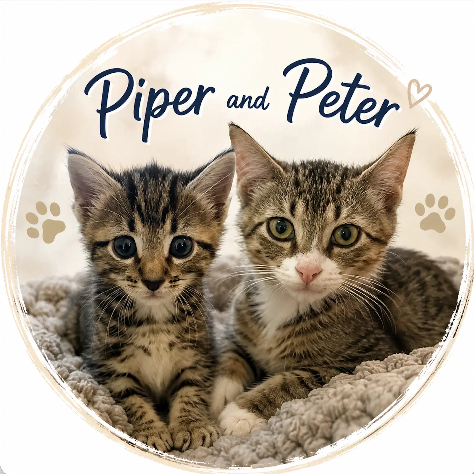 Piper  Peter - Domestic Short Hair