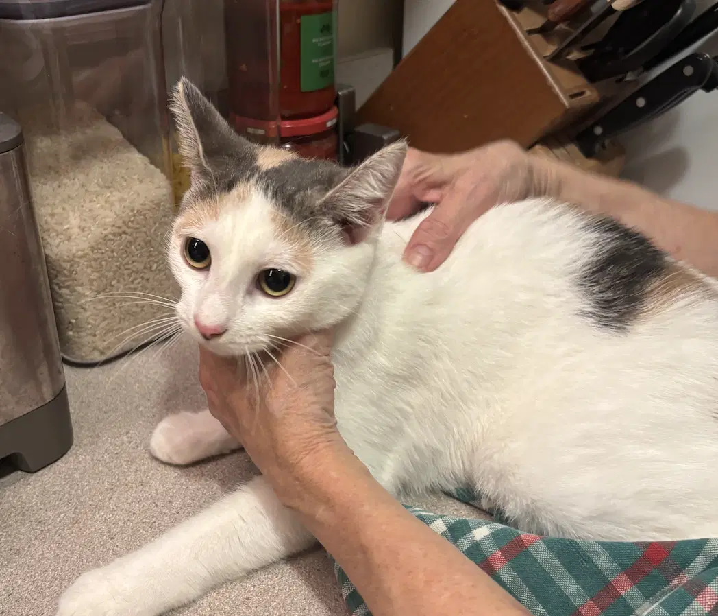 Addie - Domestic Short Hair