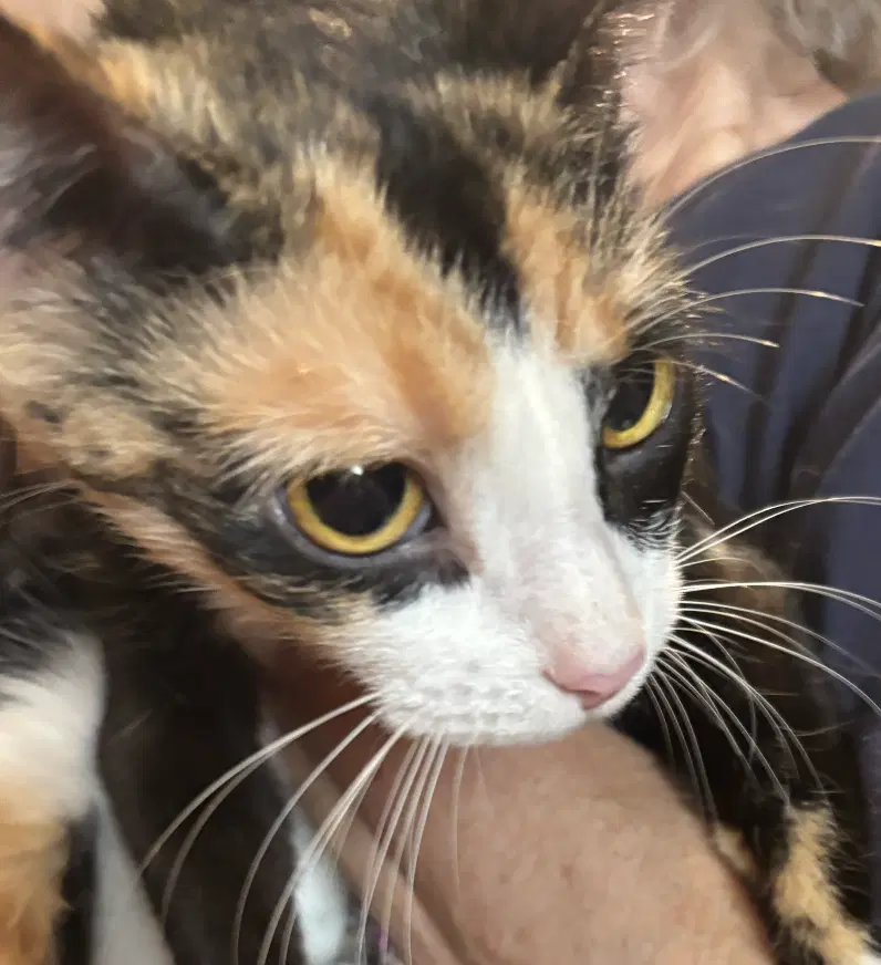 Teva - Domestic Short Hair