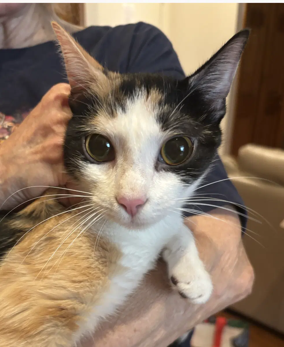 Lexi - Domestic Short Hair