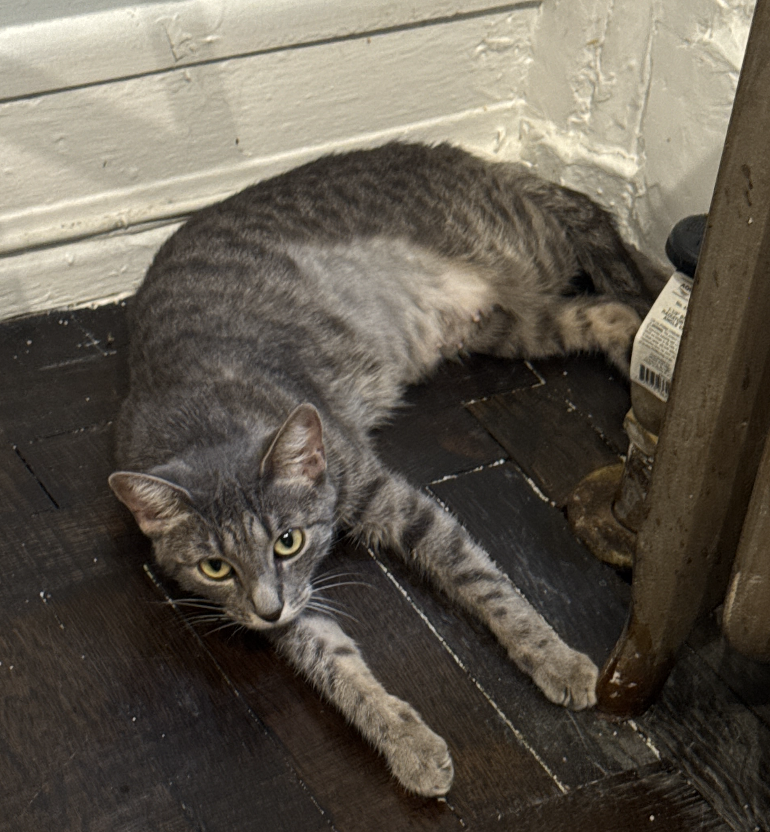 Galen, Domestic Short Hair