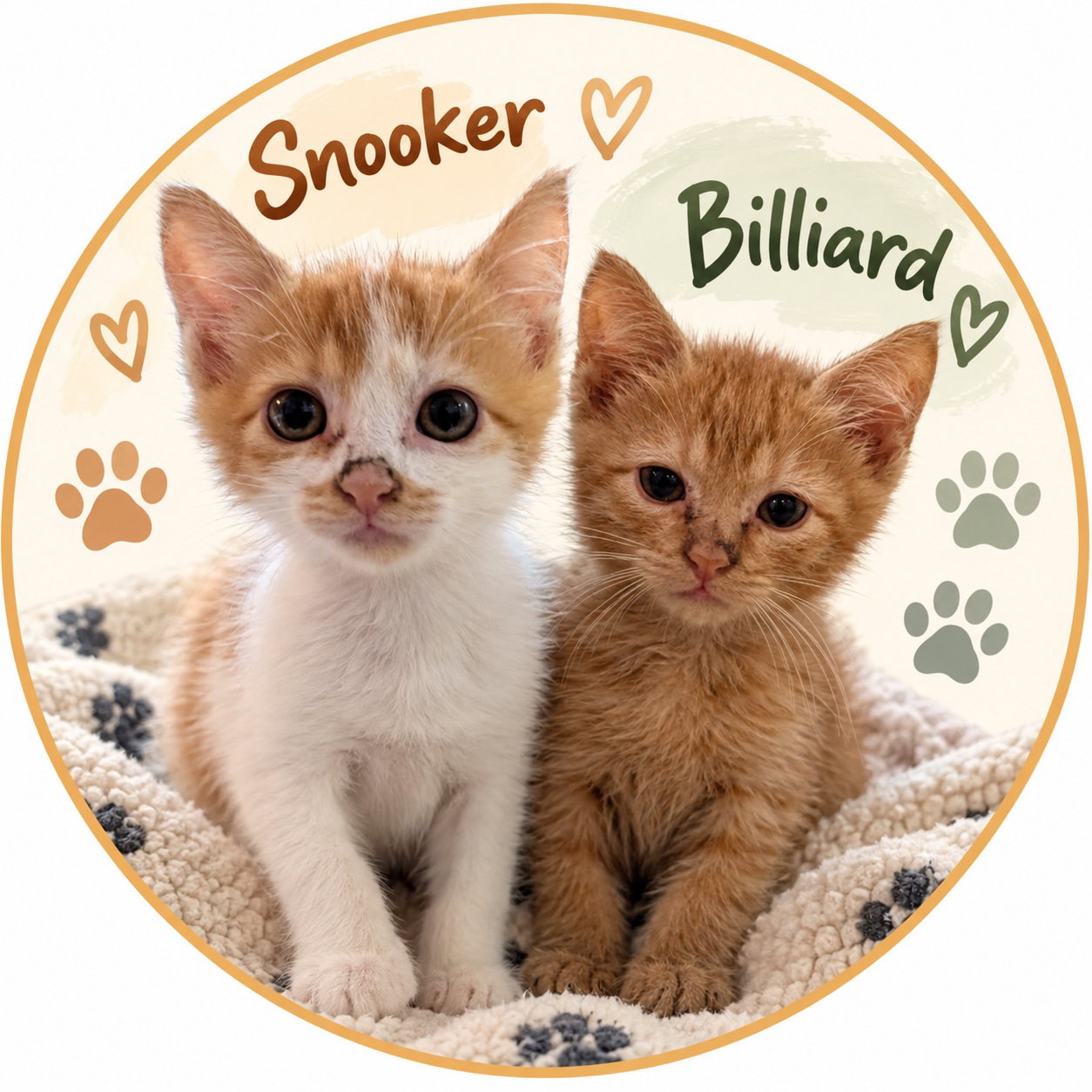 Billiards & Snooker, Domestic Short Hair