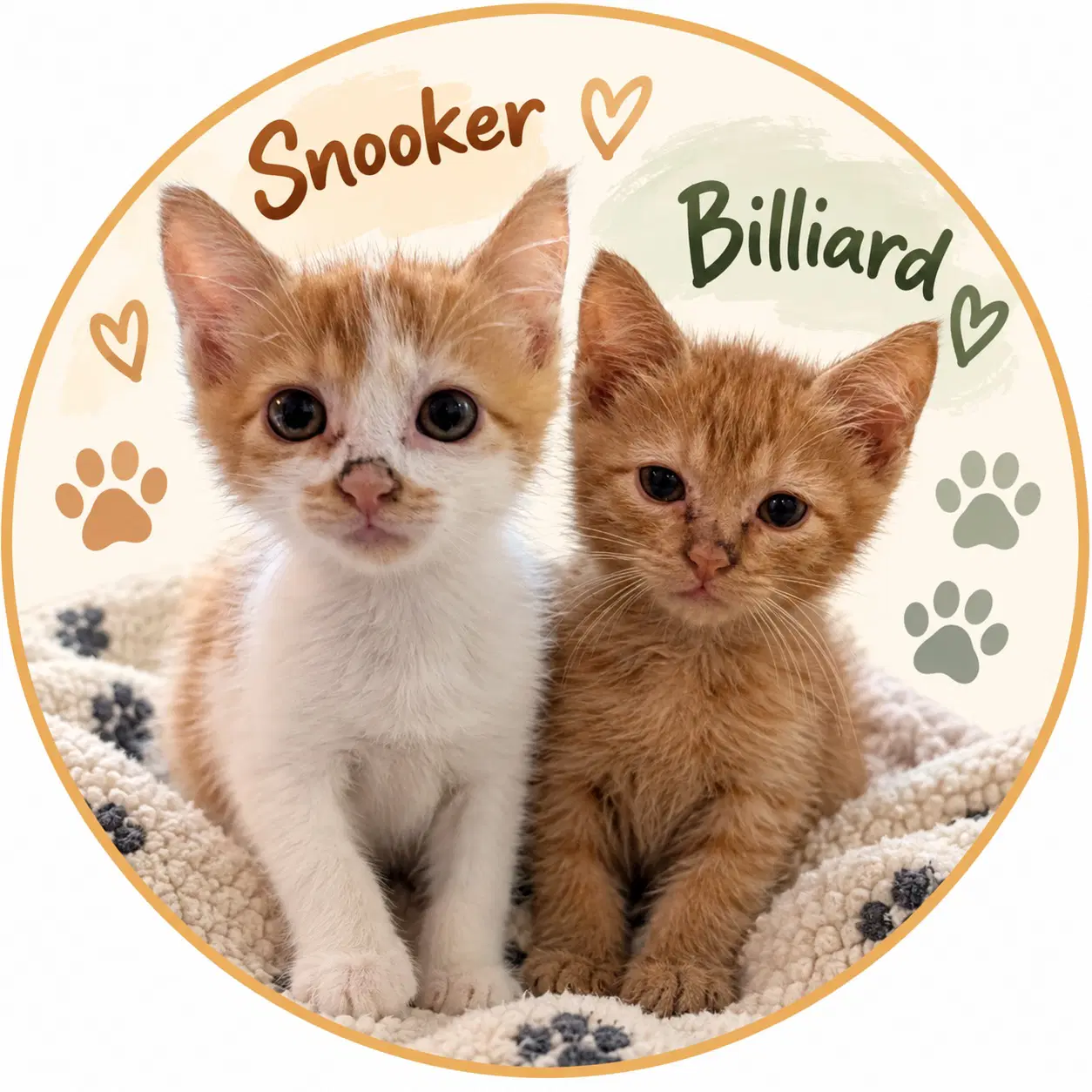 Billiard  Snooker - Domestic Short Hair