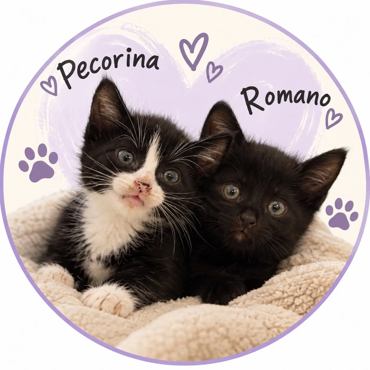 Pecorina  Romano - Domestic Short Hair