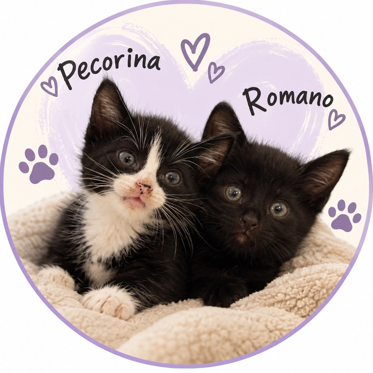 Pecorina  Romano