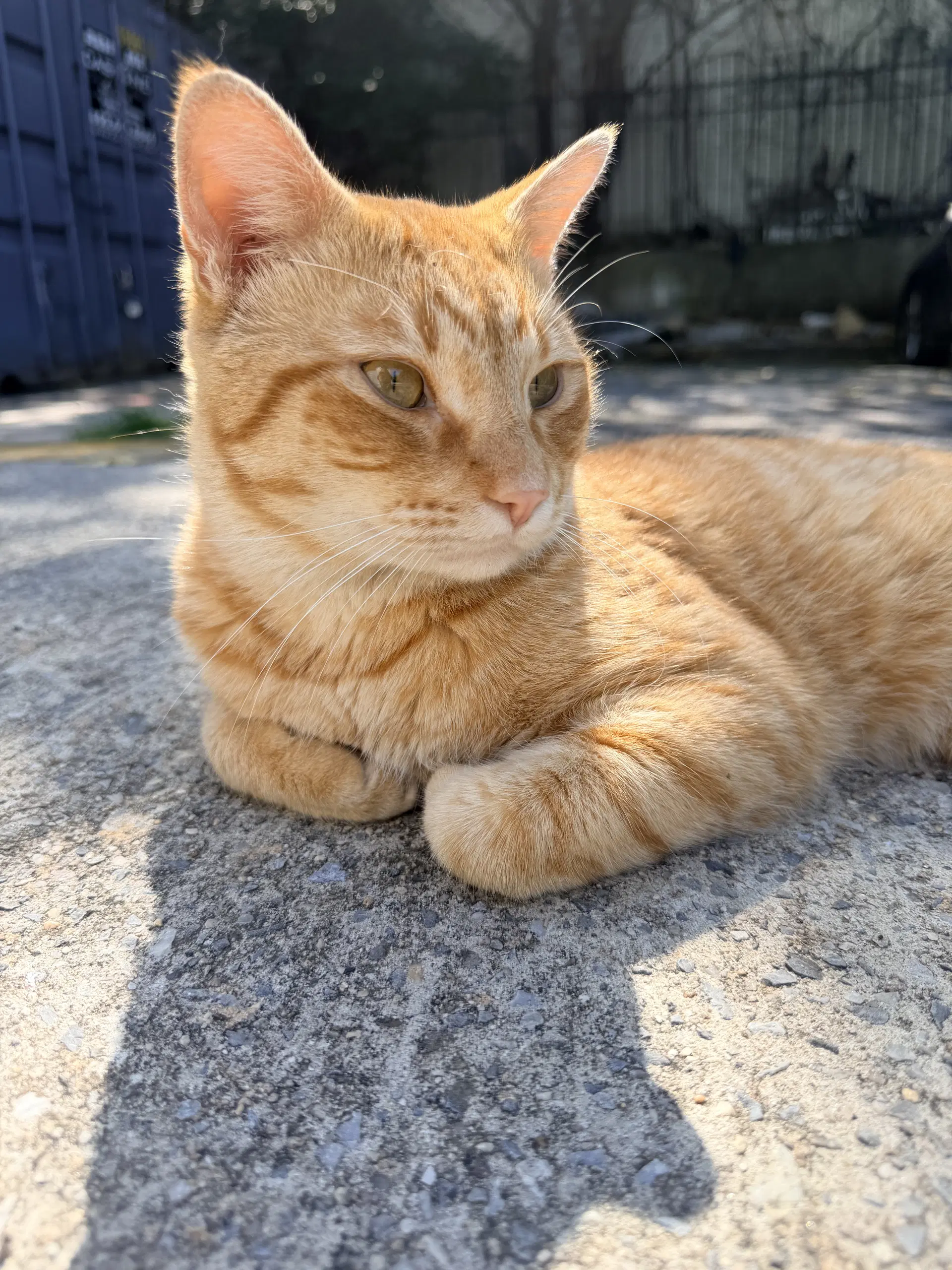 Cabbie - Domestic Short Hair