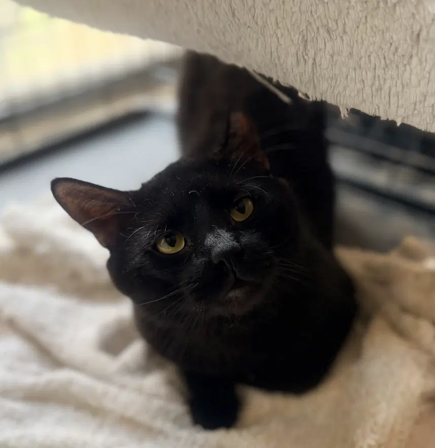 Wesley - Domestic Short Hair