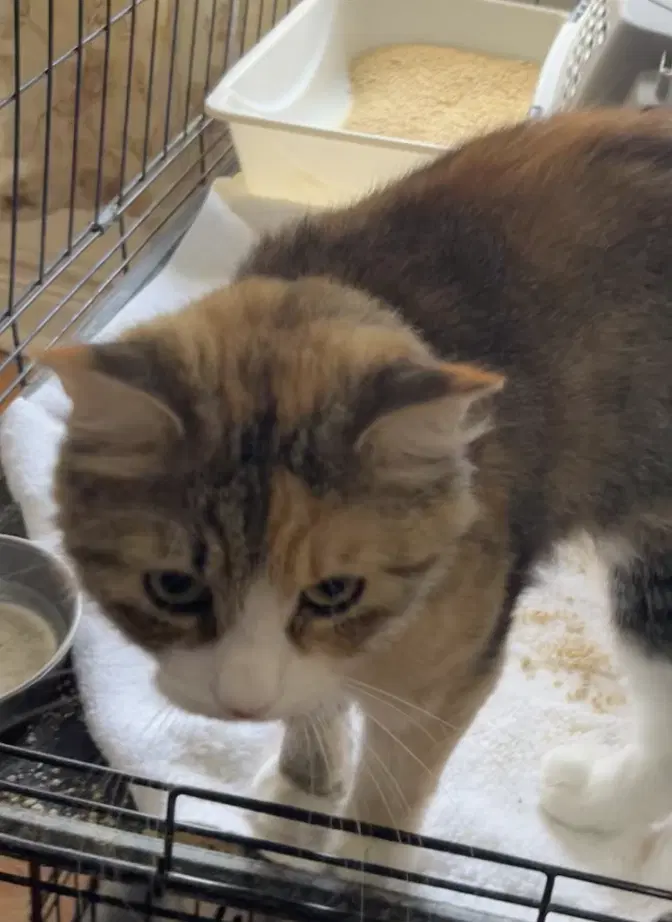Cinnamon - Domestic Medium Hair