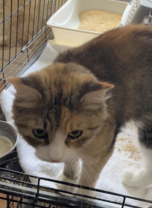 Cinnamon, a cat for adoption from The Animal Project