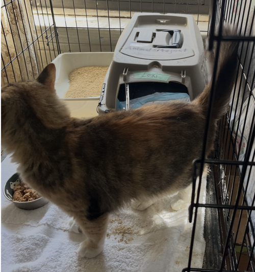 Photo 2 of Cinnamon