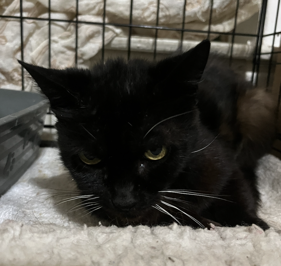 Shawna, Domestic Short Hair