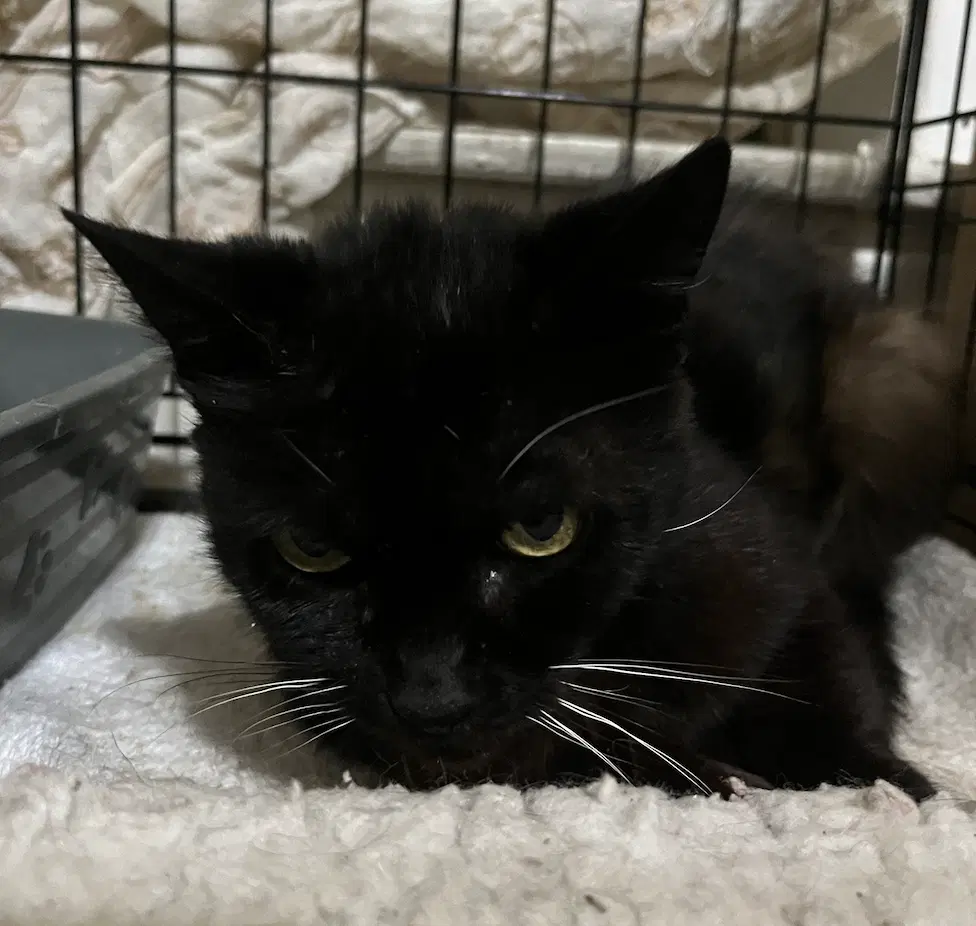 Shawna - Domestic Short Hair