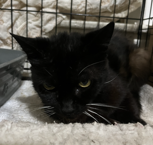 Shawna, a cat for adoption from The Animal Project