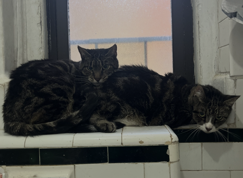 Harbor & Mariner, a cat for adoption from The Animal Project