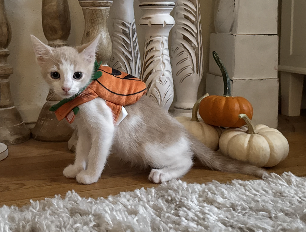 Princess & Buttercup, Domestic Short Hair