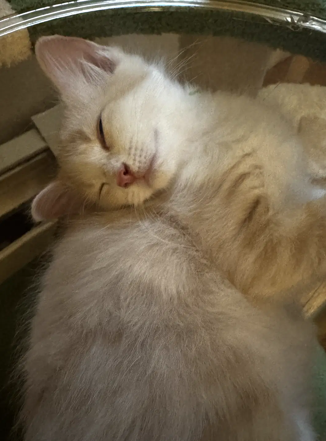 Princess  Buttercup image 3