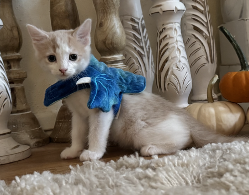 Fezzik & Max, a cat for adoption from The Animal Project