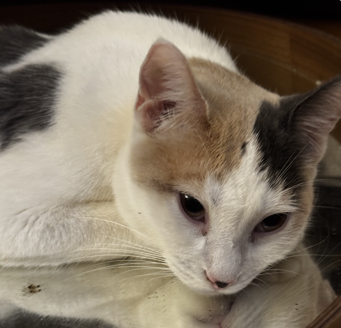 Florin, Domestic Short Hair