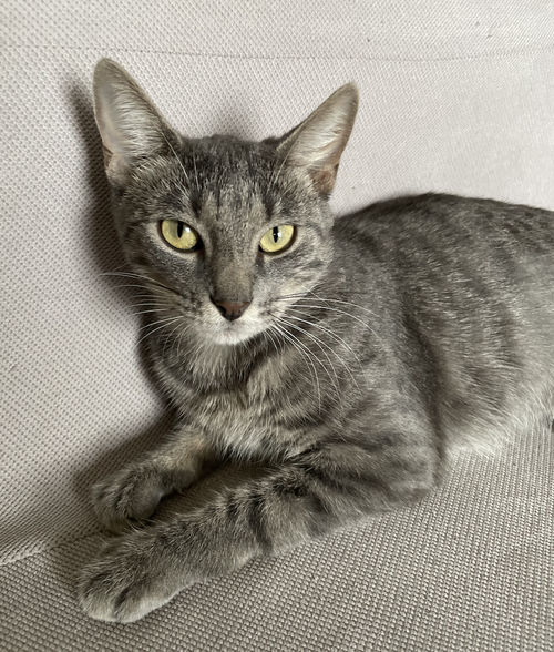 Galen, Domestic Short Hair / Mixed