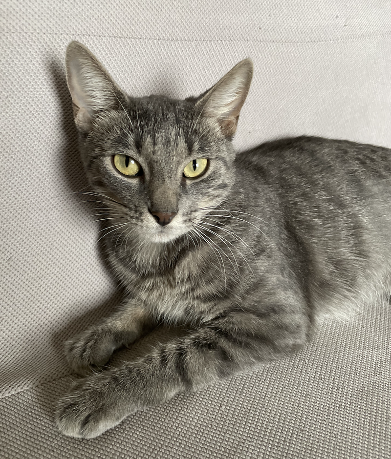 Galen, a female cat up for adoption