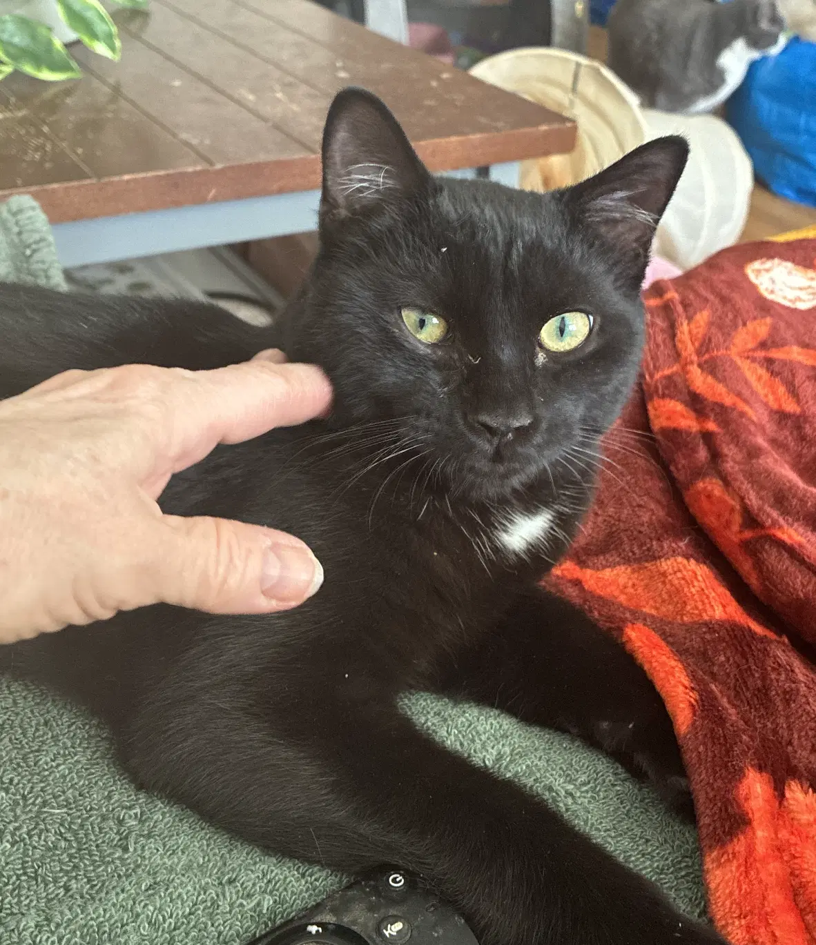 Parker - Domestic Short Hair