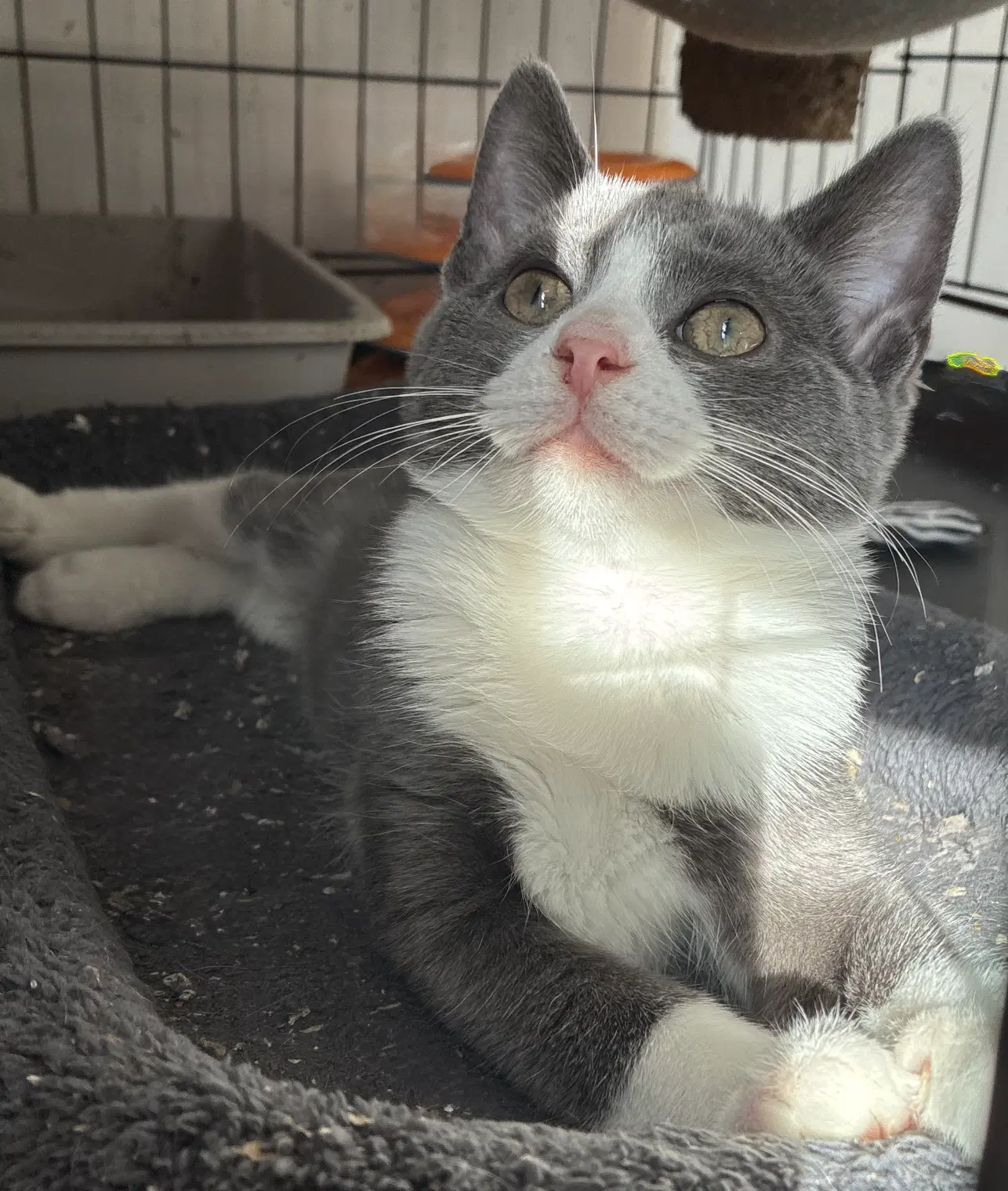 Clowny  Circus - Domestic Short Hair