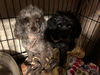 Butterball & Gidget (bonded pair)