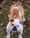 Miss Buttercup Bulldog