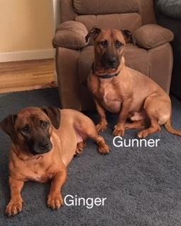 Ginger & Gunner (bonded pair)