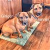 Ginger & Gunner (bonded pair)