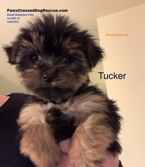 Tucker